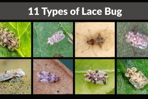 11 Types of Lace Bug