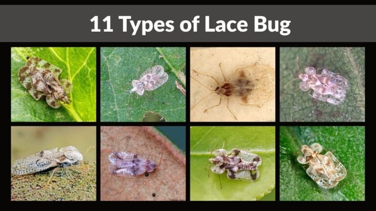 11 Types of Lace Bug