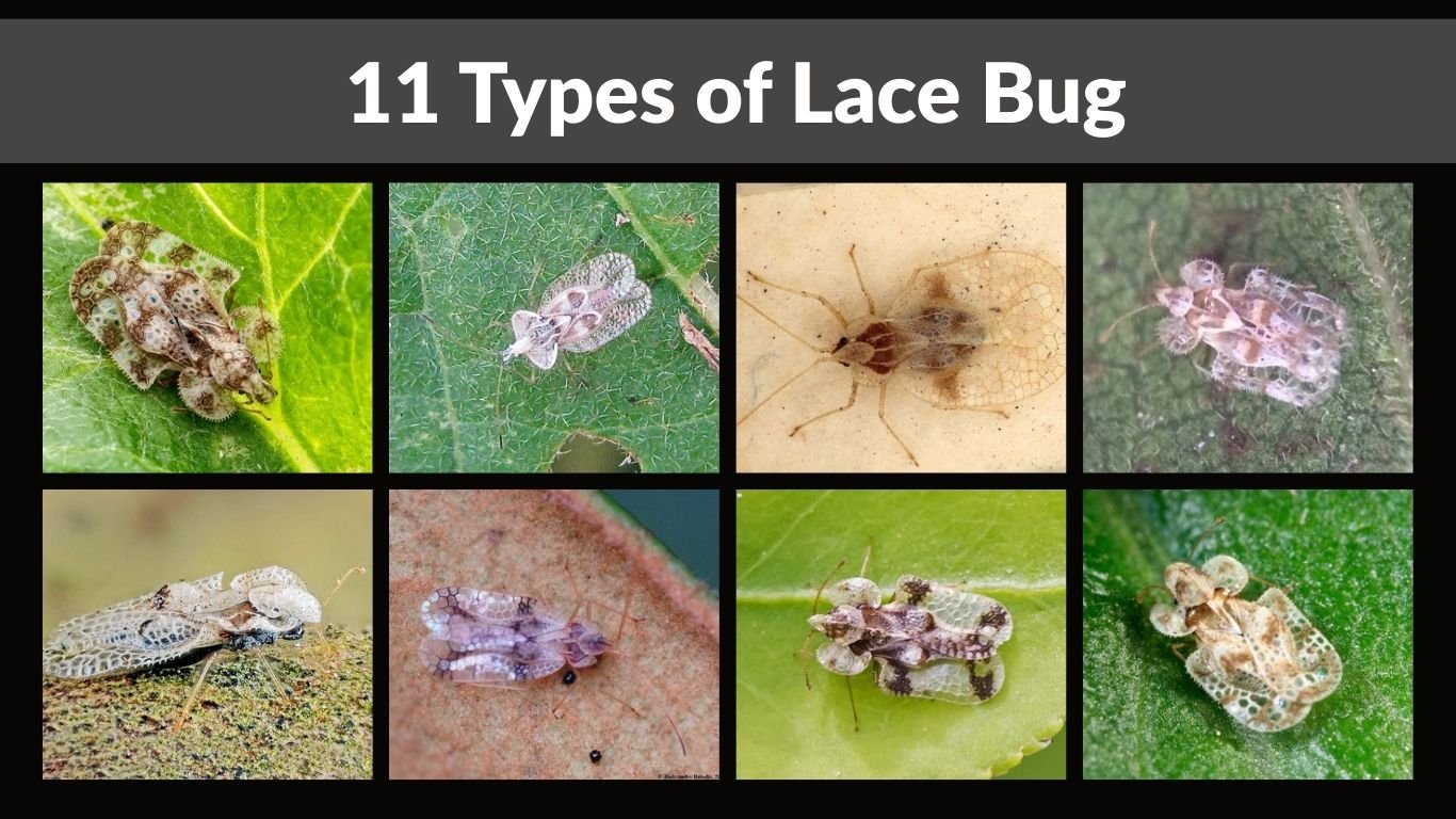 11 Types of Lace Bug