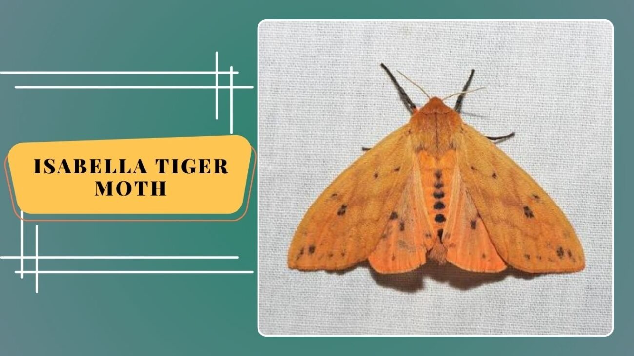Isabella Tiger Moth (Pyrrharctia isabella)