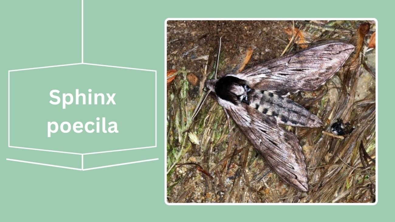 Sphinx poecila (Poecila Sphinx)