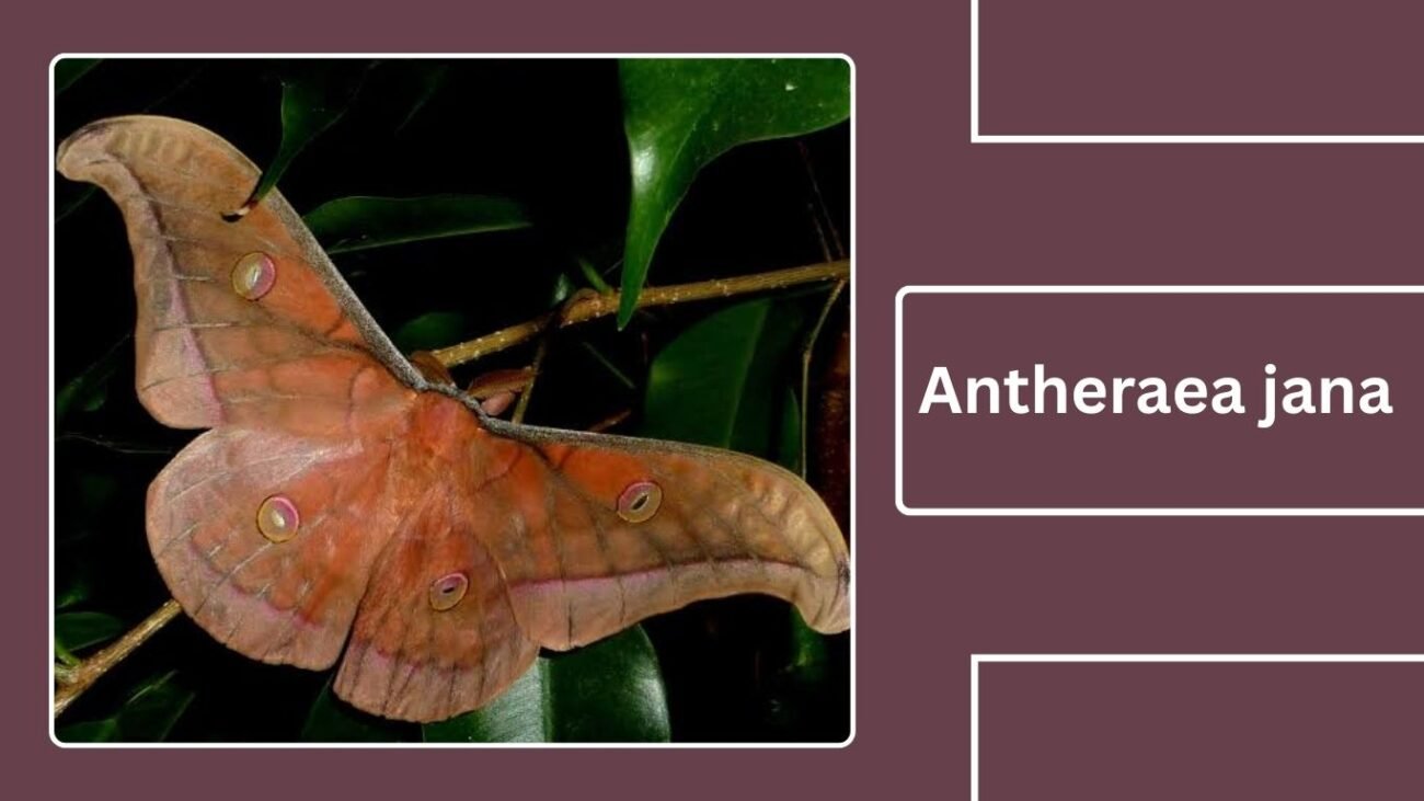 Antheraea jana (Jana Silk Moth)