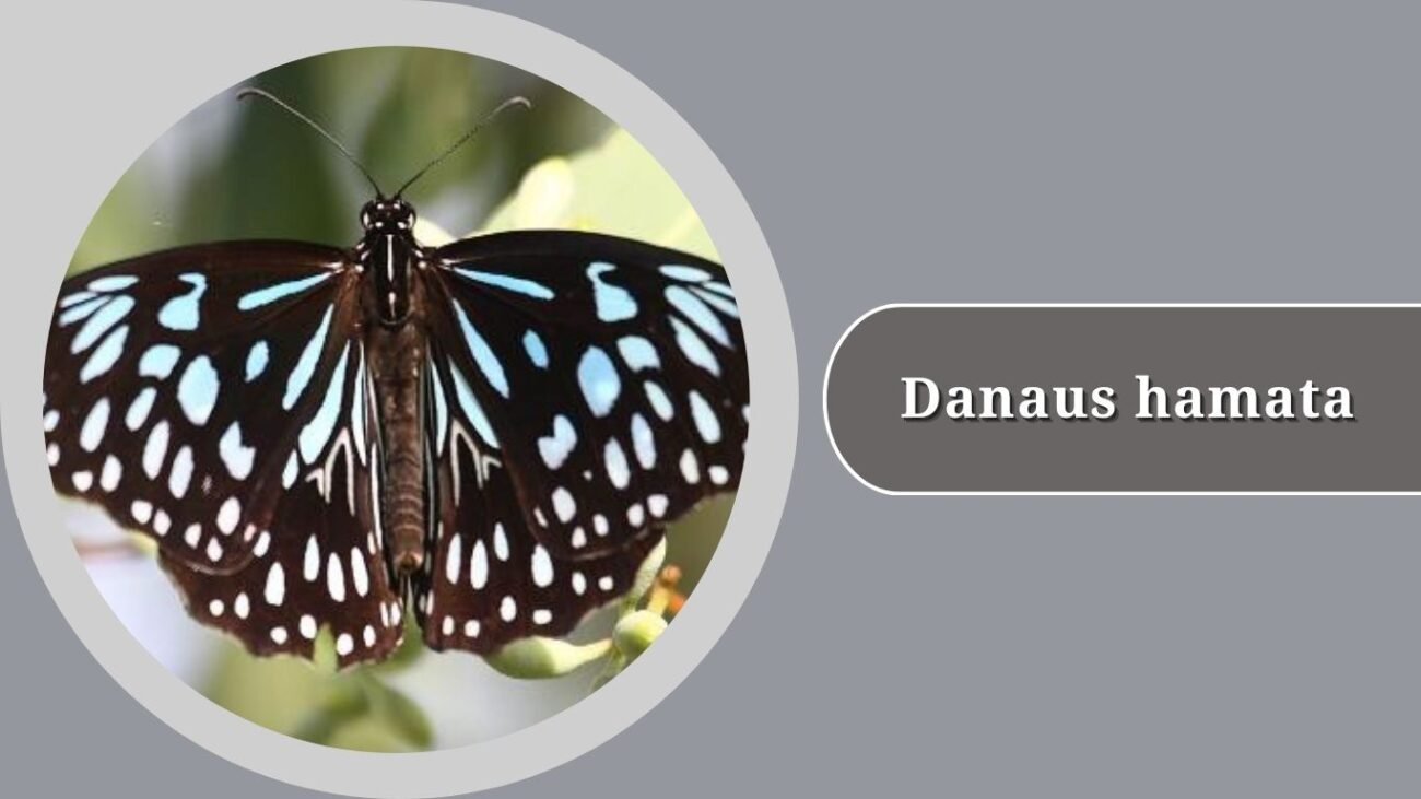 Danaus hamata (Blue Tiger)