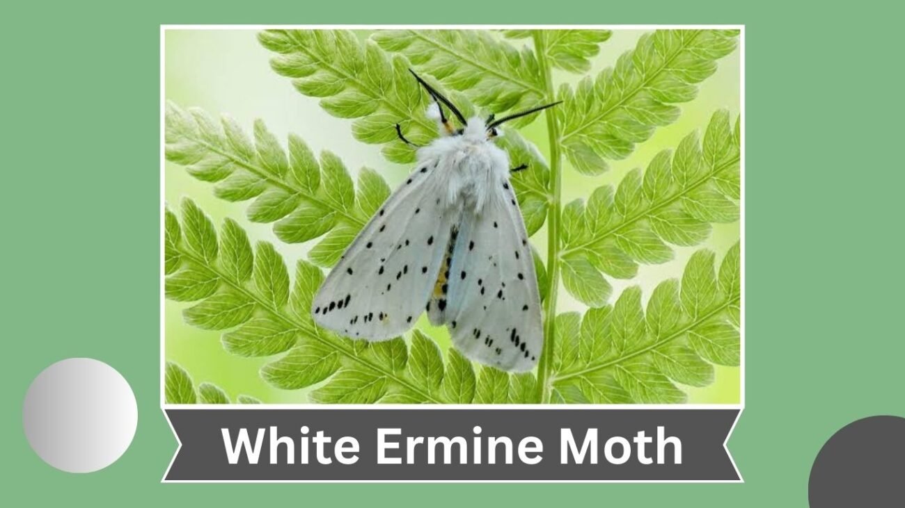 White Ermine Moth