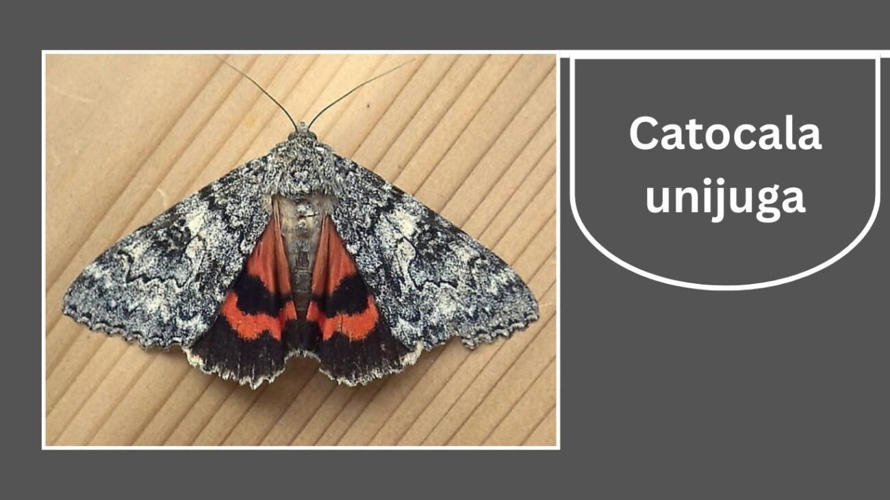 Catocala unijuga (Once-married Underwing)