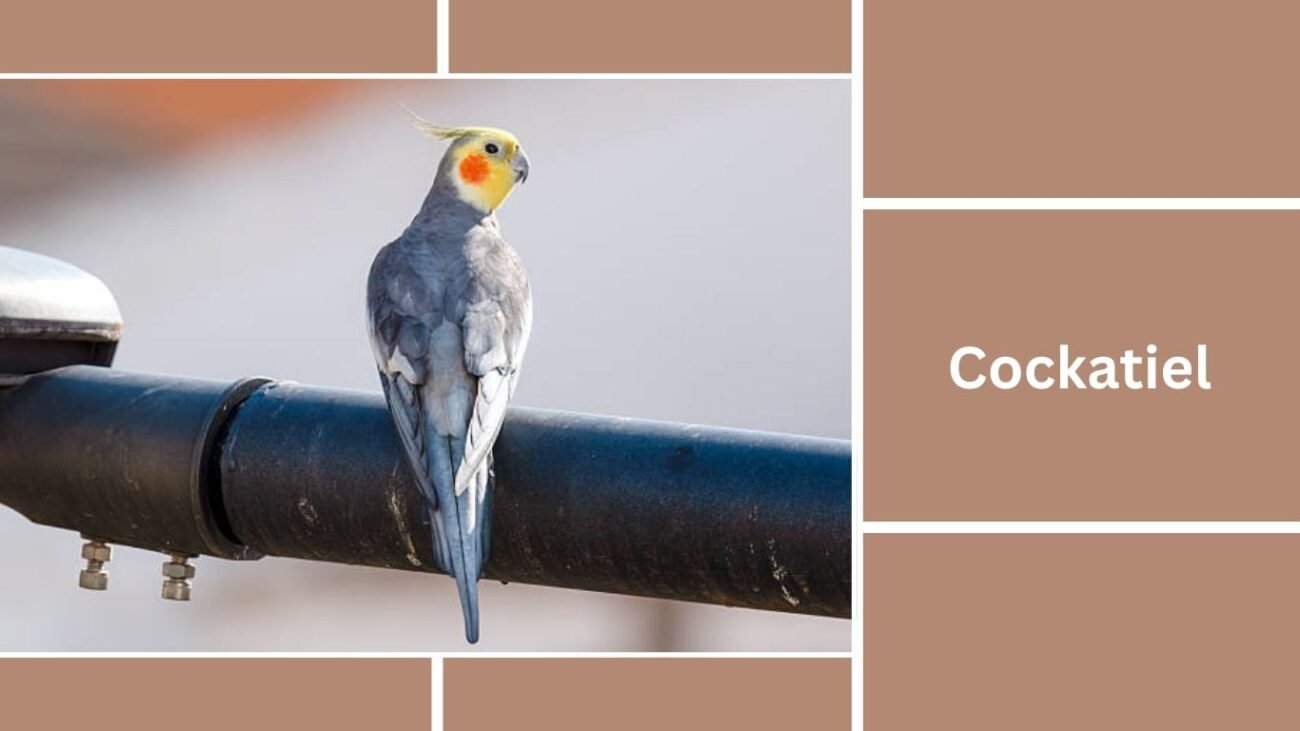 Cockatiel