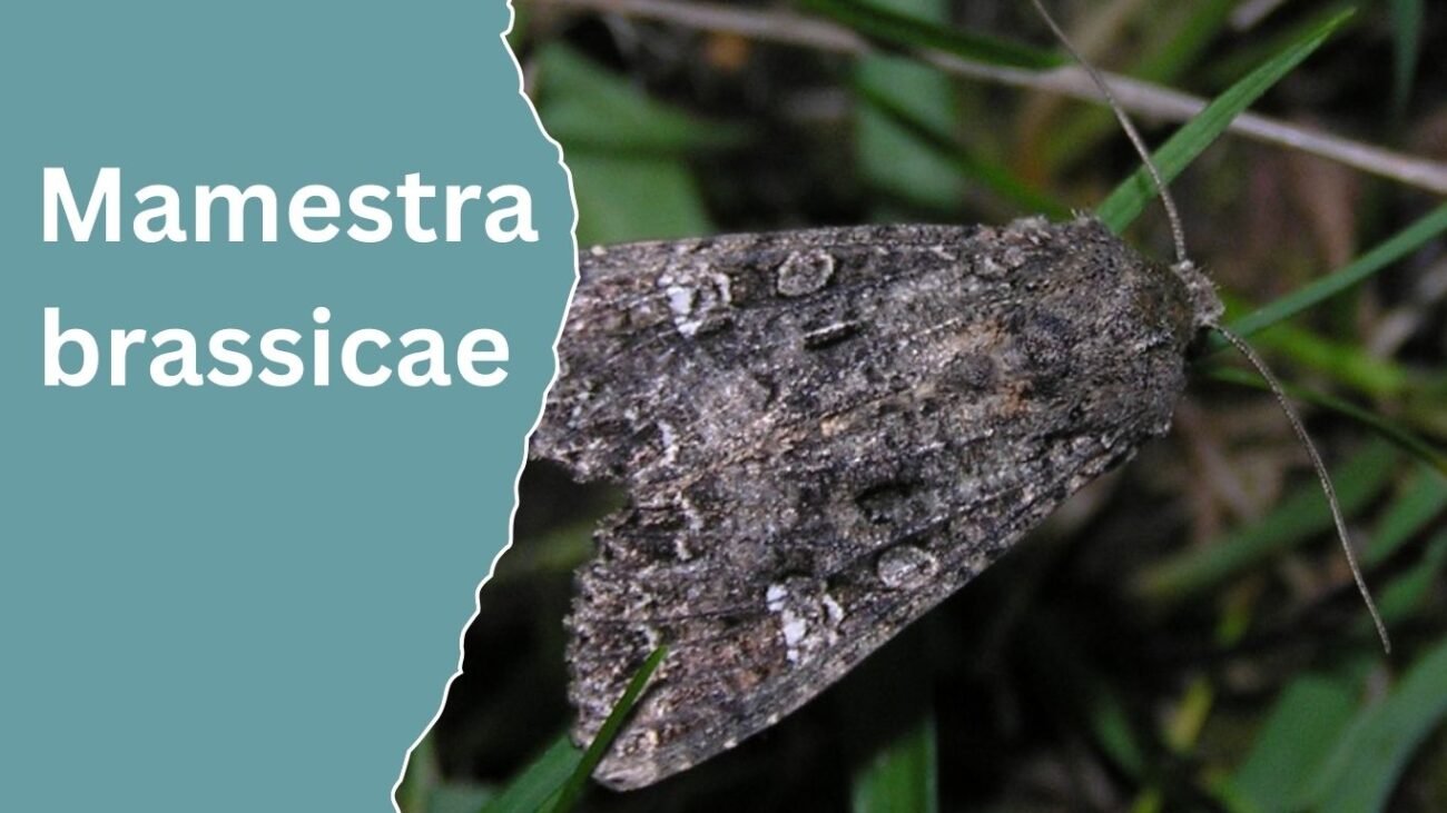 Mamestra brassicae (Cabbage Moth)