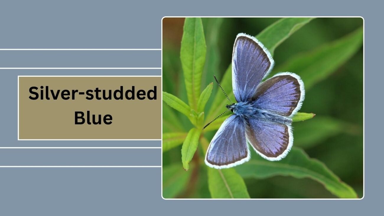 Silver-studded Blue (Plebejus argus)