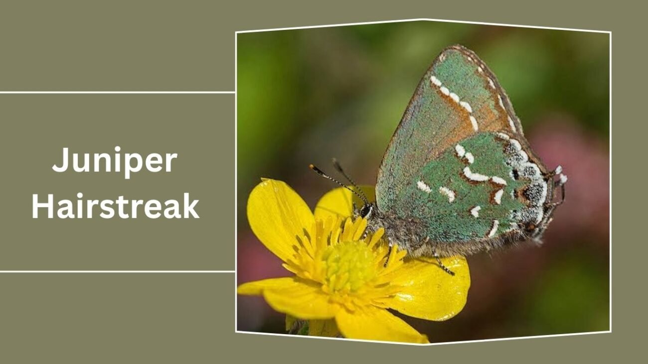Juniper Hairstreak