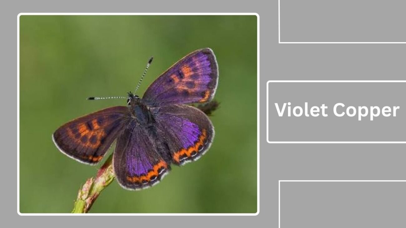 Violet Copper (Lycaena hippothoe)