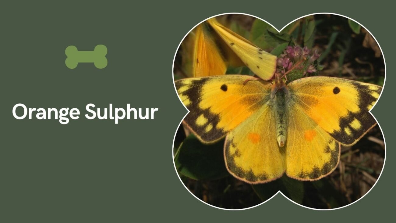 Orange Sulphur (Colias eurytheme)