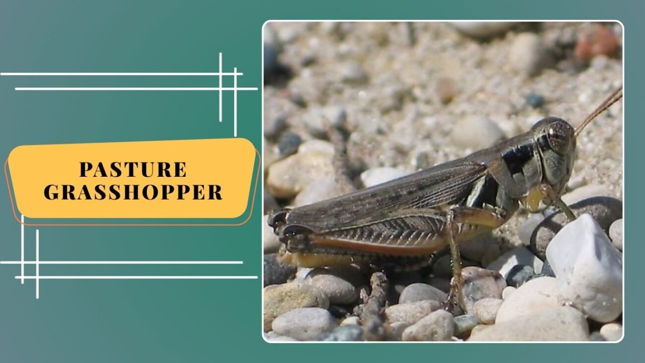 Pasture Grasshopper