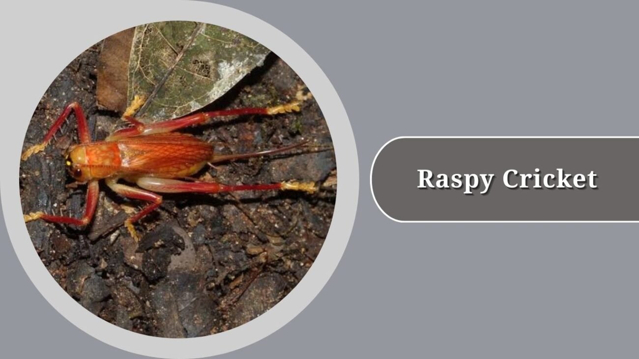 Raspy Cricket