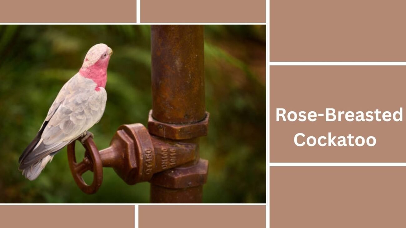 Rose-Breasted Cockatoo (Galah)