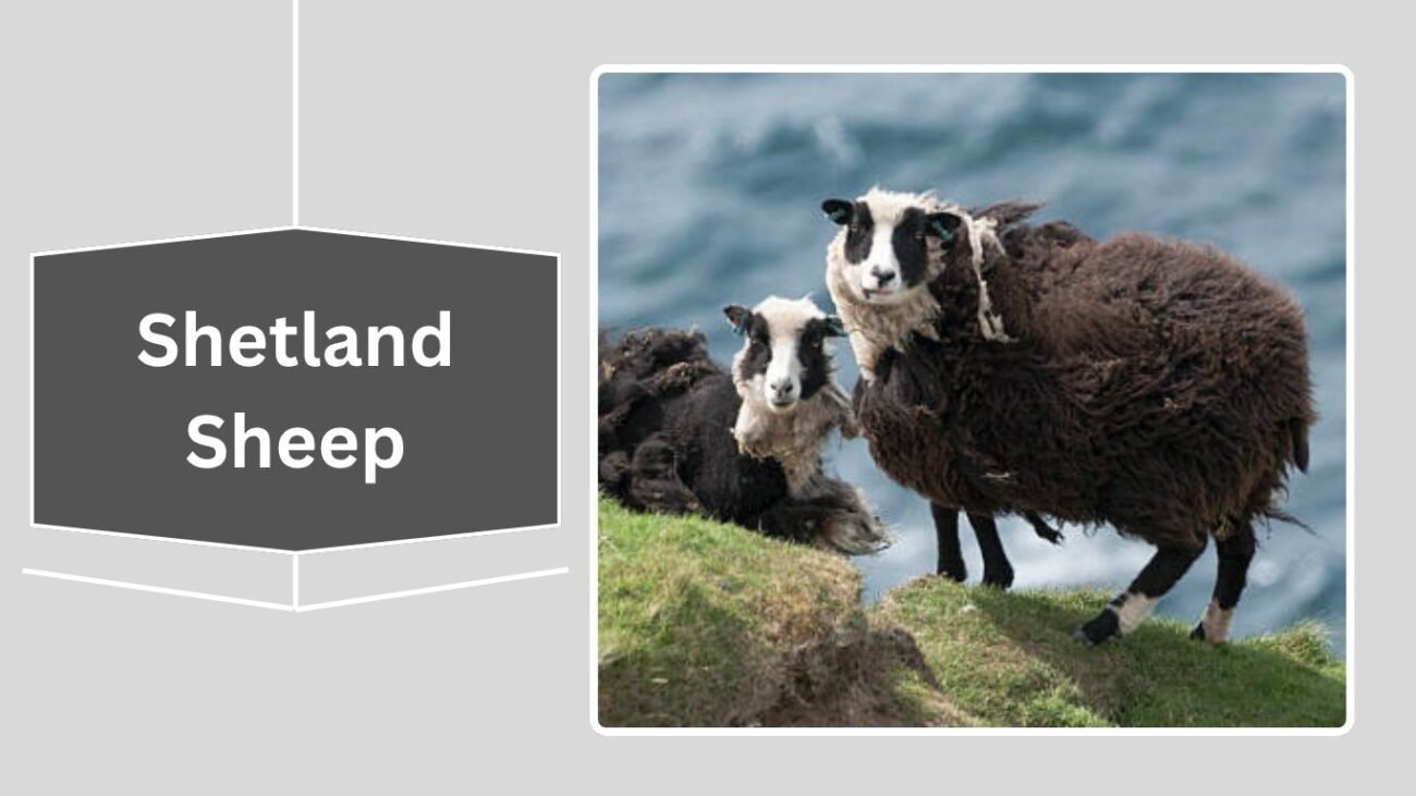 Shetland Sheep