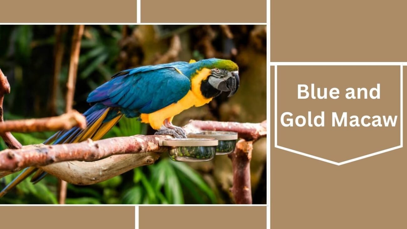 Blue and Gold Macaw