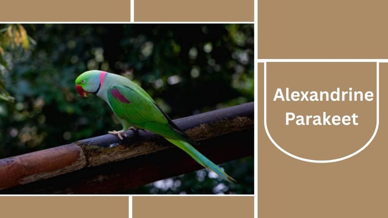 Alexandrine Parakeet