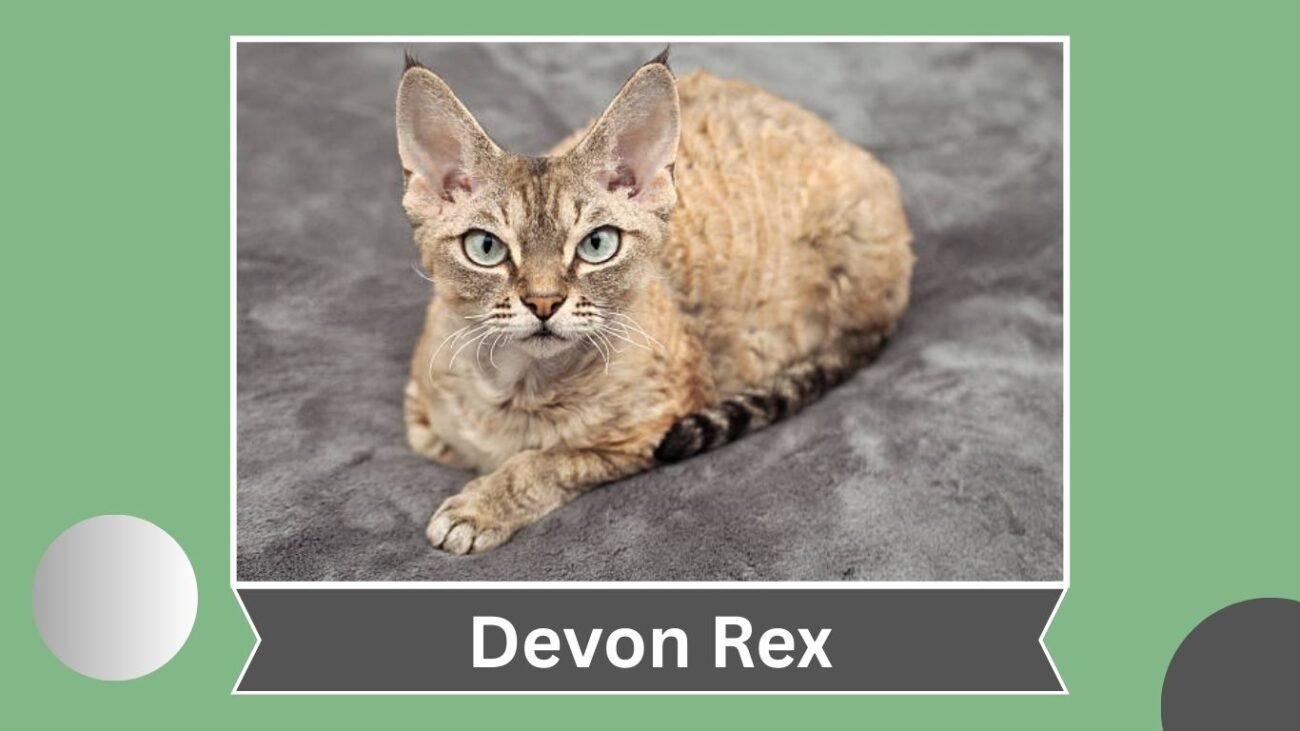Devon Rex
