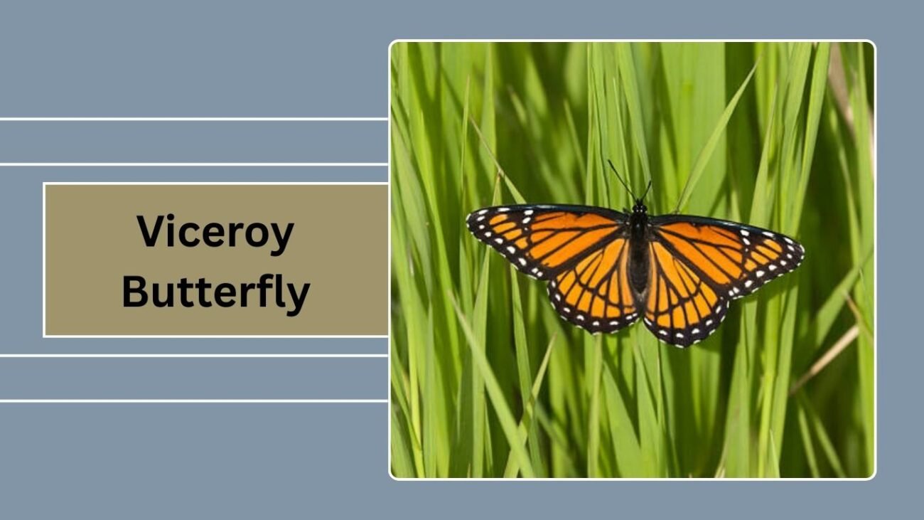 Viceroy Butterfly