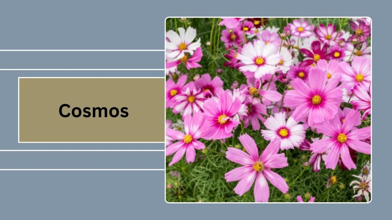 Cosmos