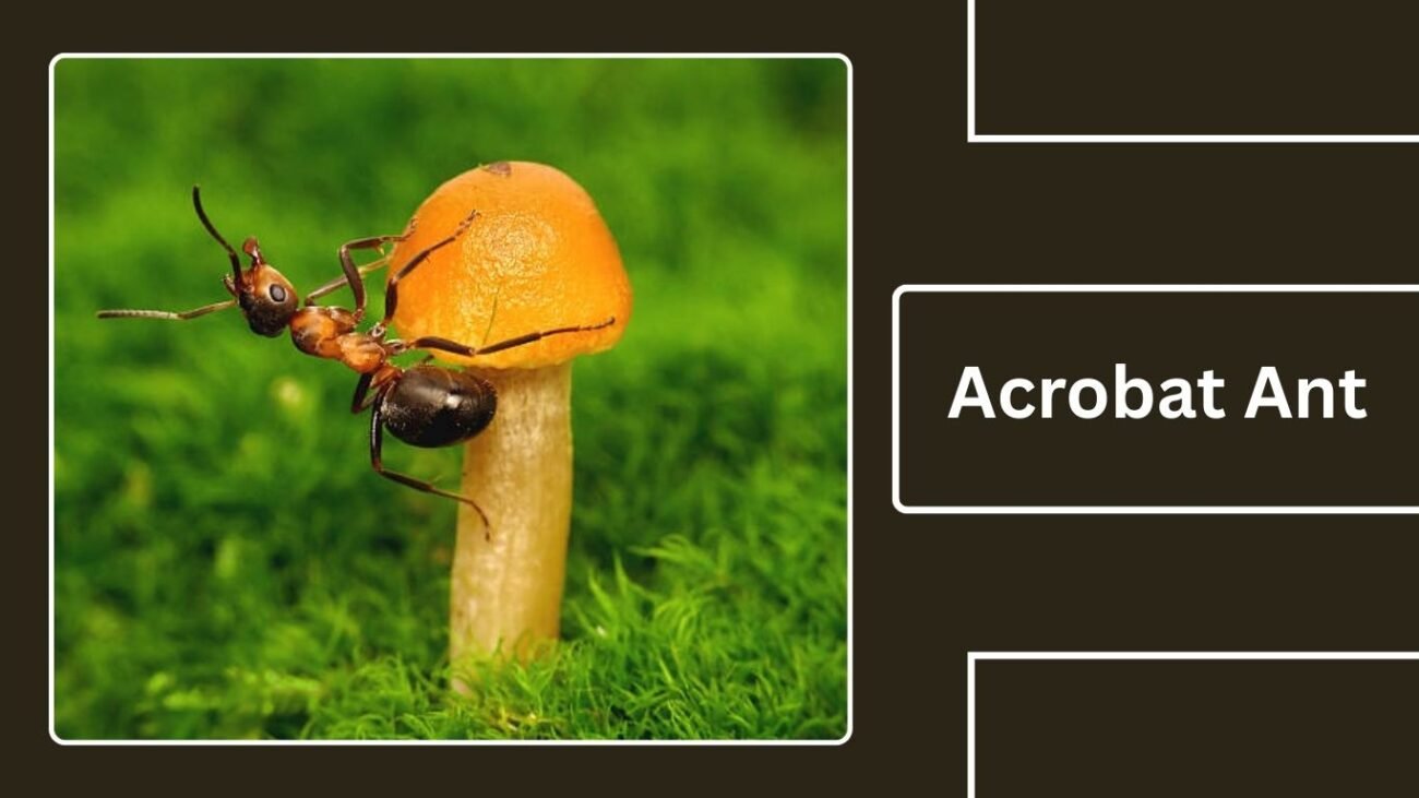 Acrobat Ant