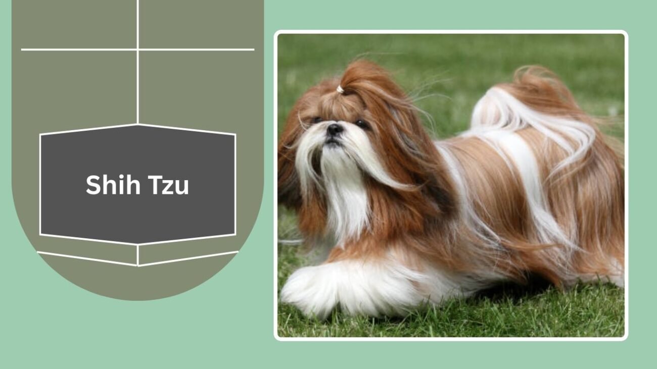 Shih Tzu