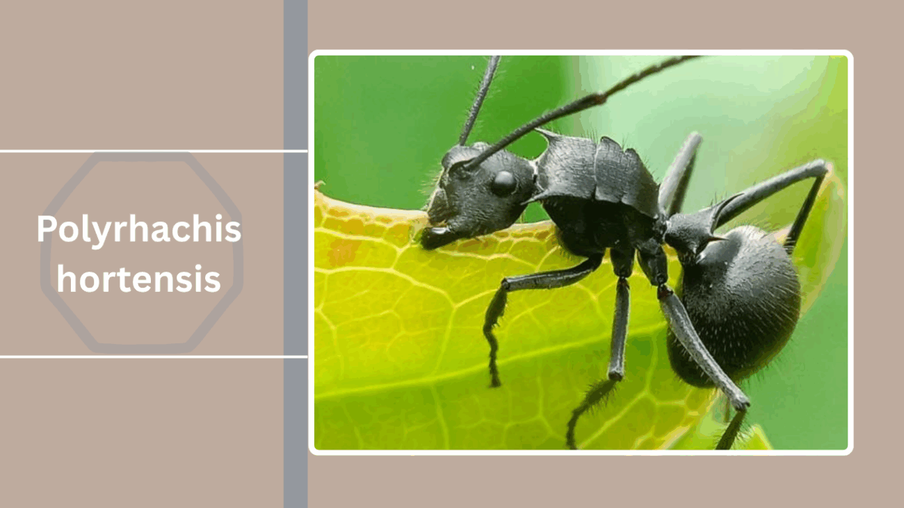 Polyrhachis hortensis