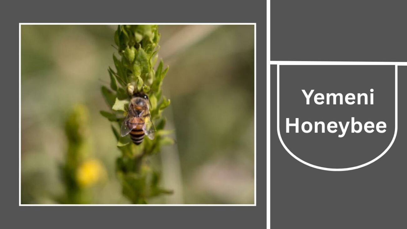 Yemeni Honeybee (Apis mellifera jemenitica)