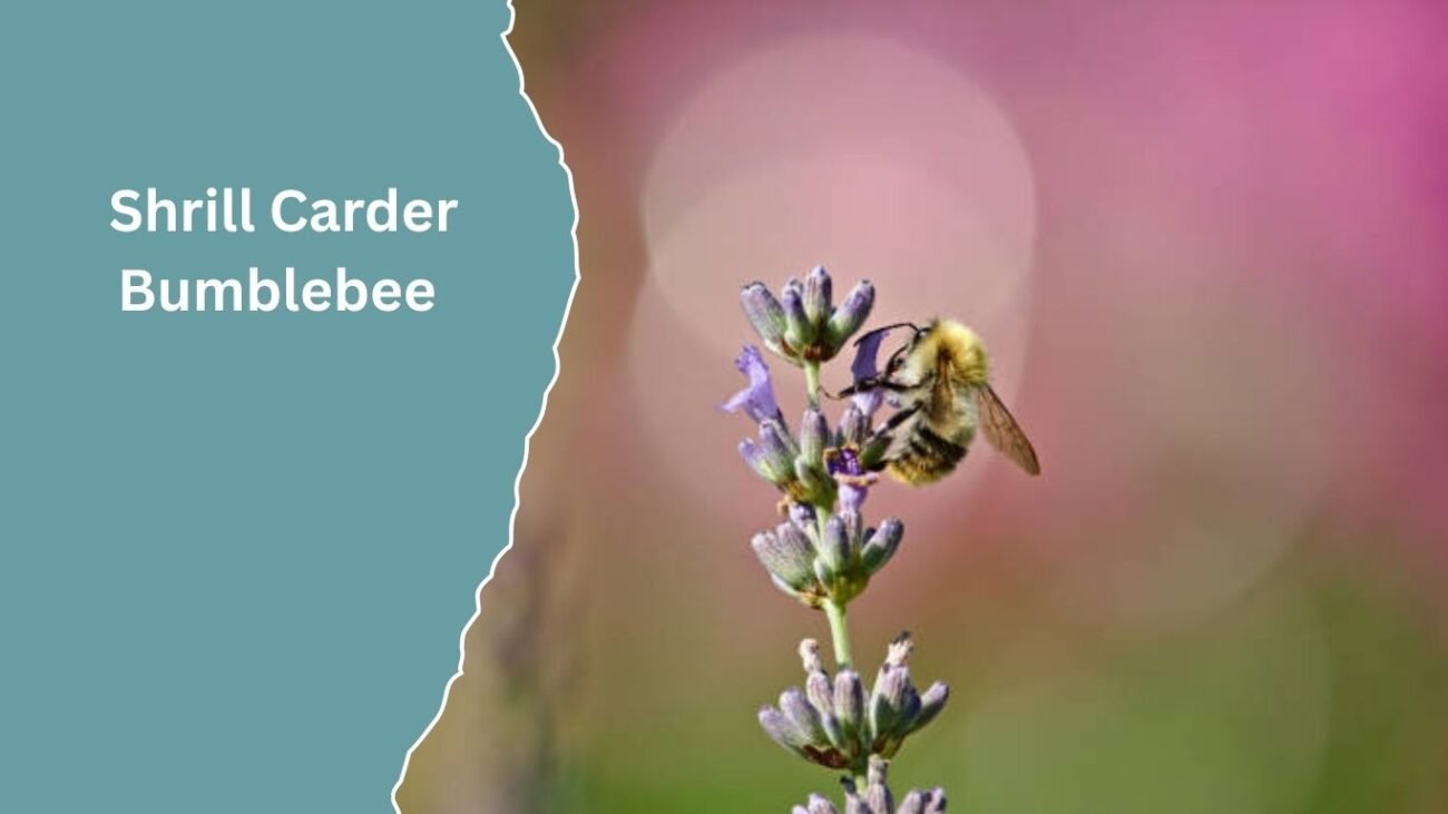 Shrill Carder Bumblebee (Bombus sylvarum)