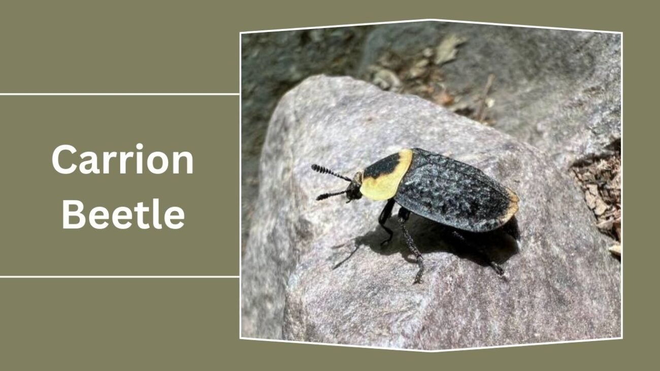 Carrion Beetle (Silphidae)