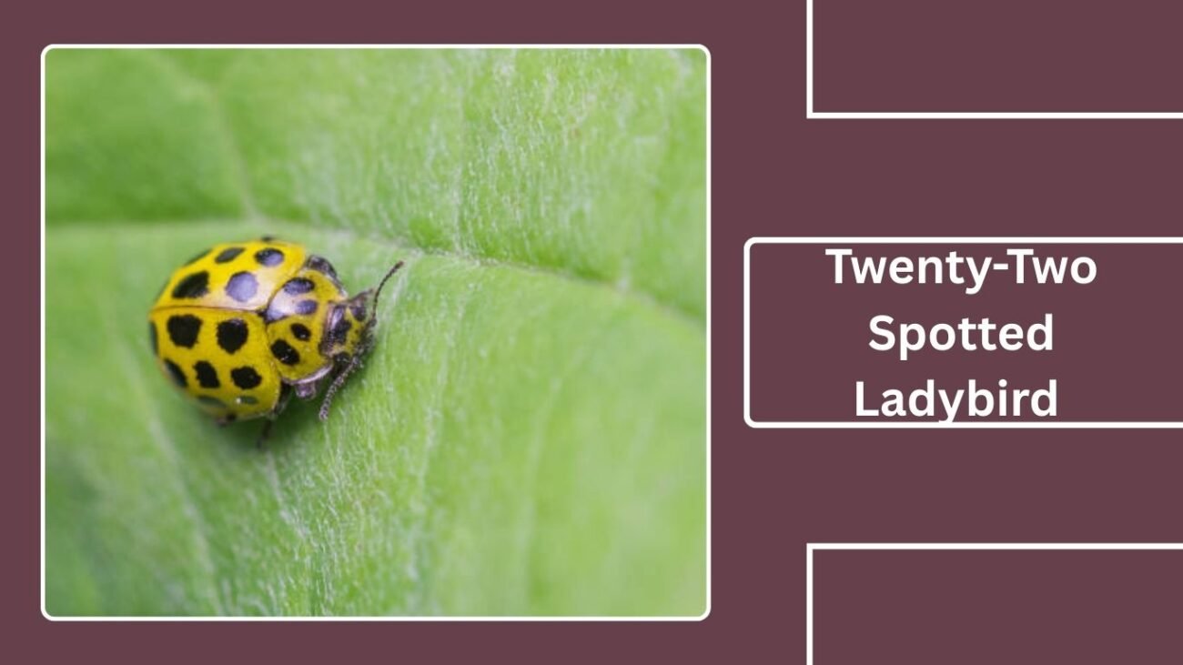 Twenty-Two Spotted Ladybird (Psyllobora vigintiduopunctata)