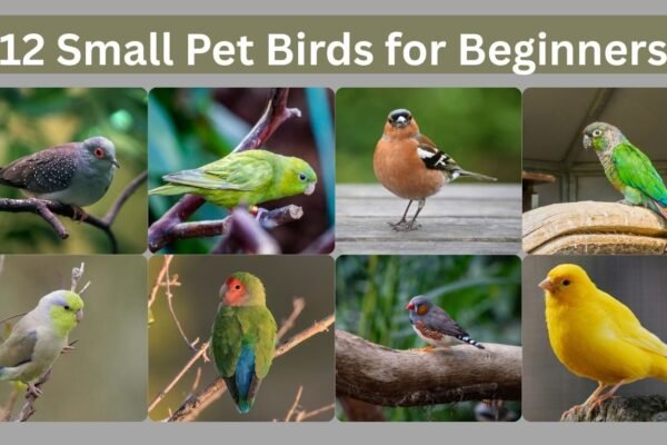 12 Small Pet Birds for Beginners: ID with Pictures 