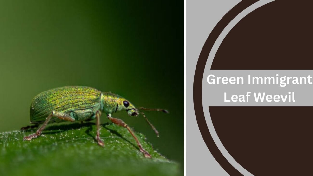 Green Immigrant Leaf Weevil