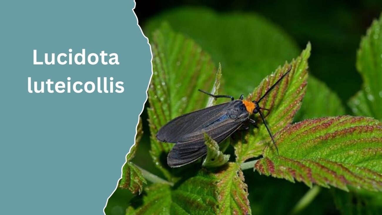 Lucidota luteicollis
