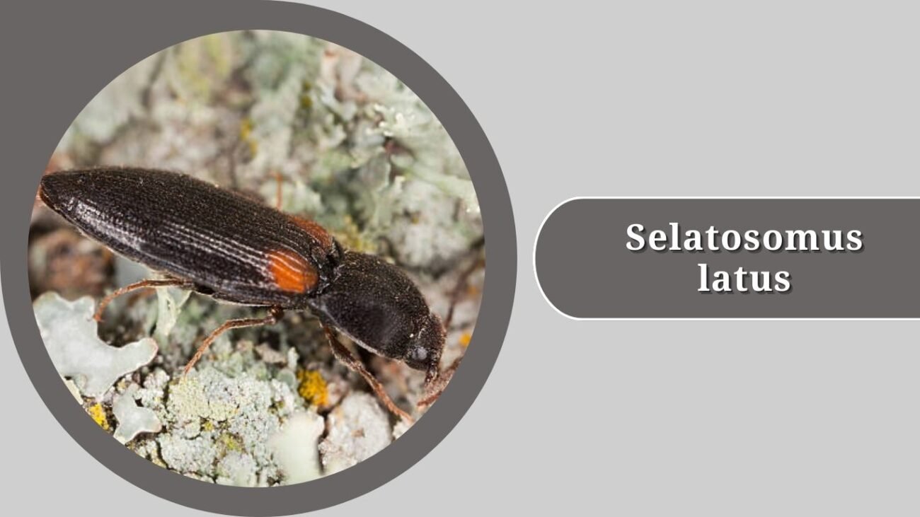 Selatosomus latus