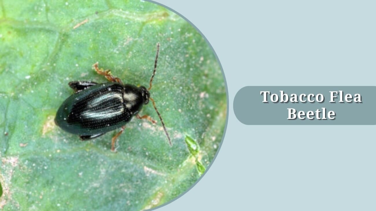 Tobacco Flea Beetle