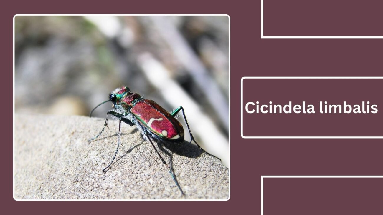 Cicindela limbalis