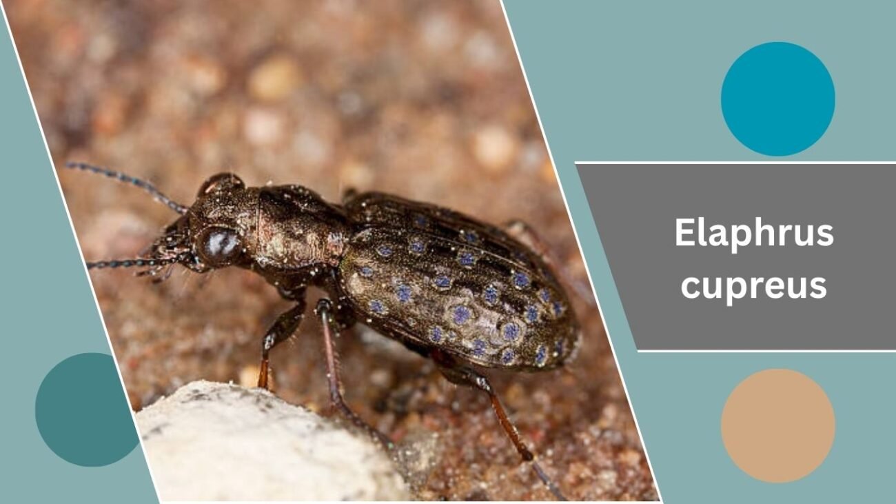Elaphrus cupreus