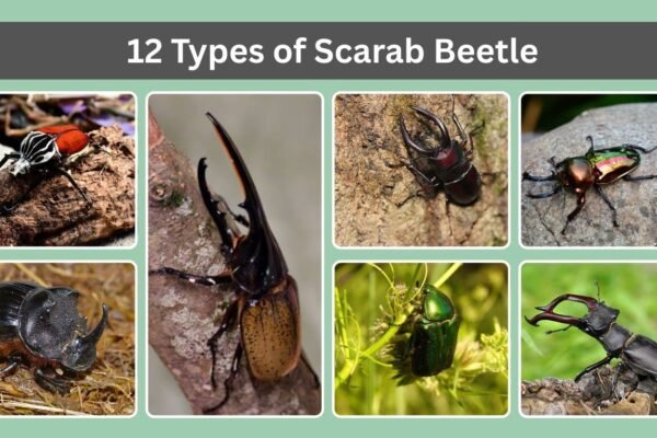 12 Types of Scarab Beetle