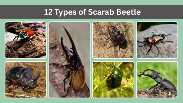 12 Types of Scarab Beetle: Identification with Pictures