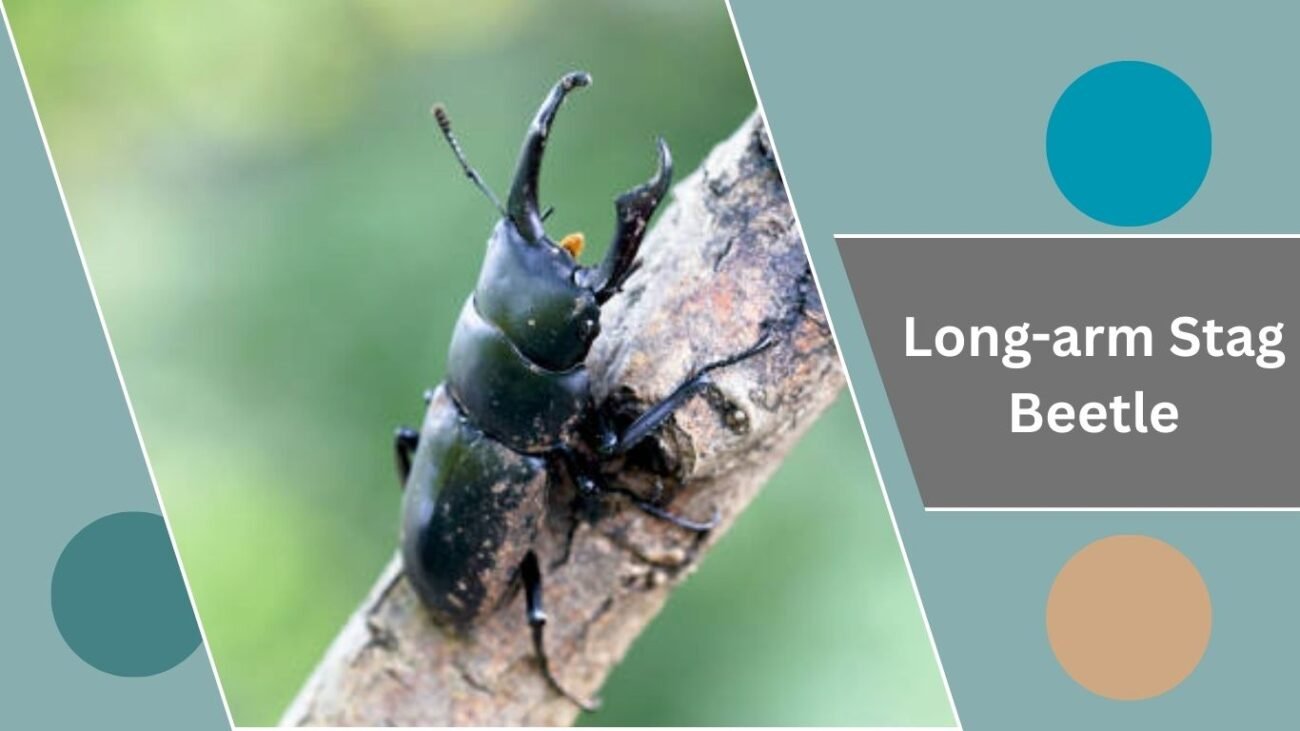 Long-arm Stag Beetle