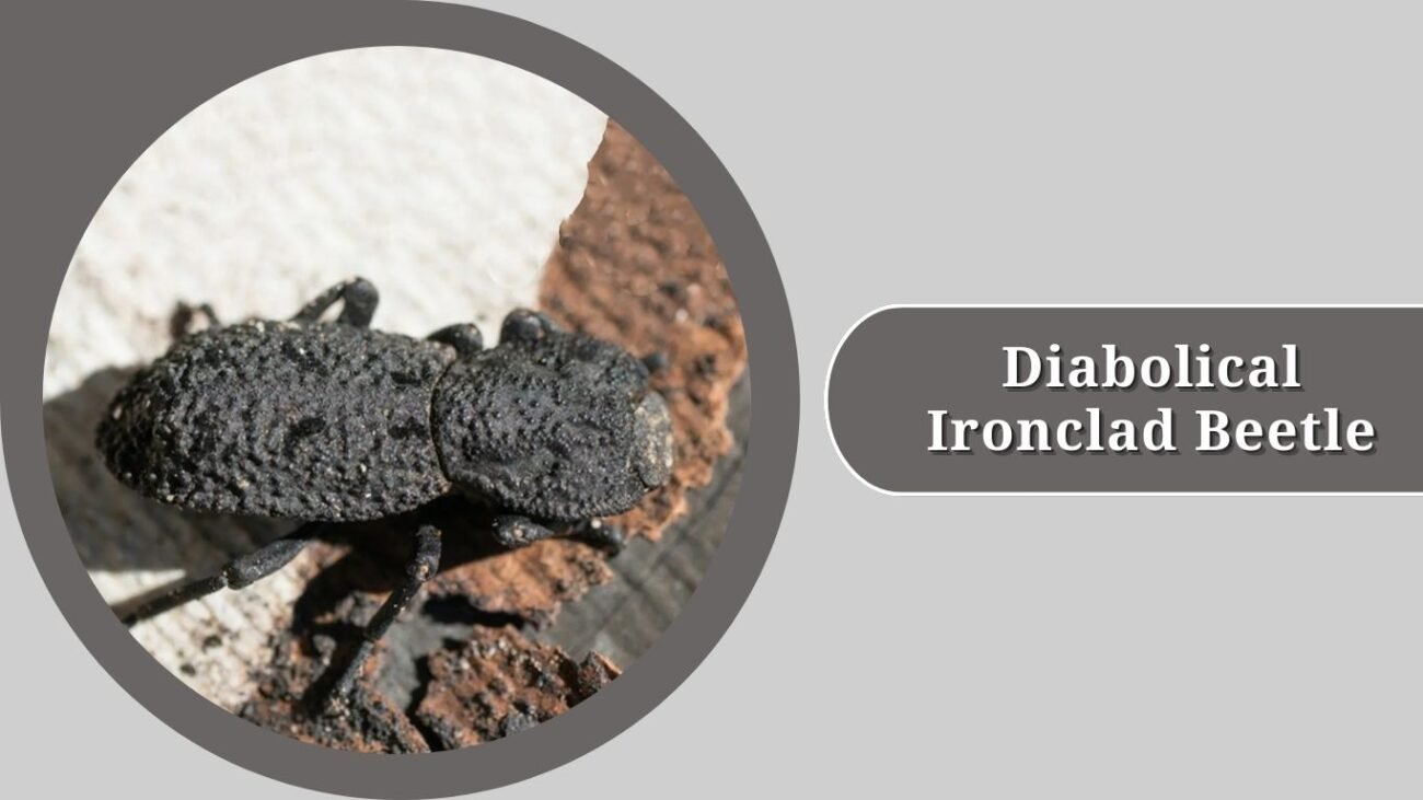 Diabolical Ironclad Beetle