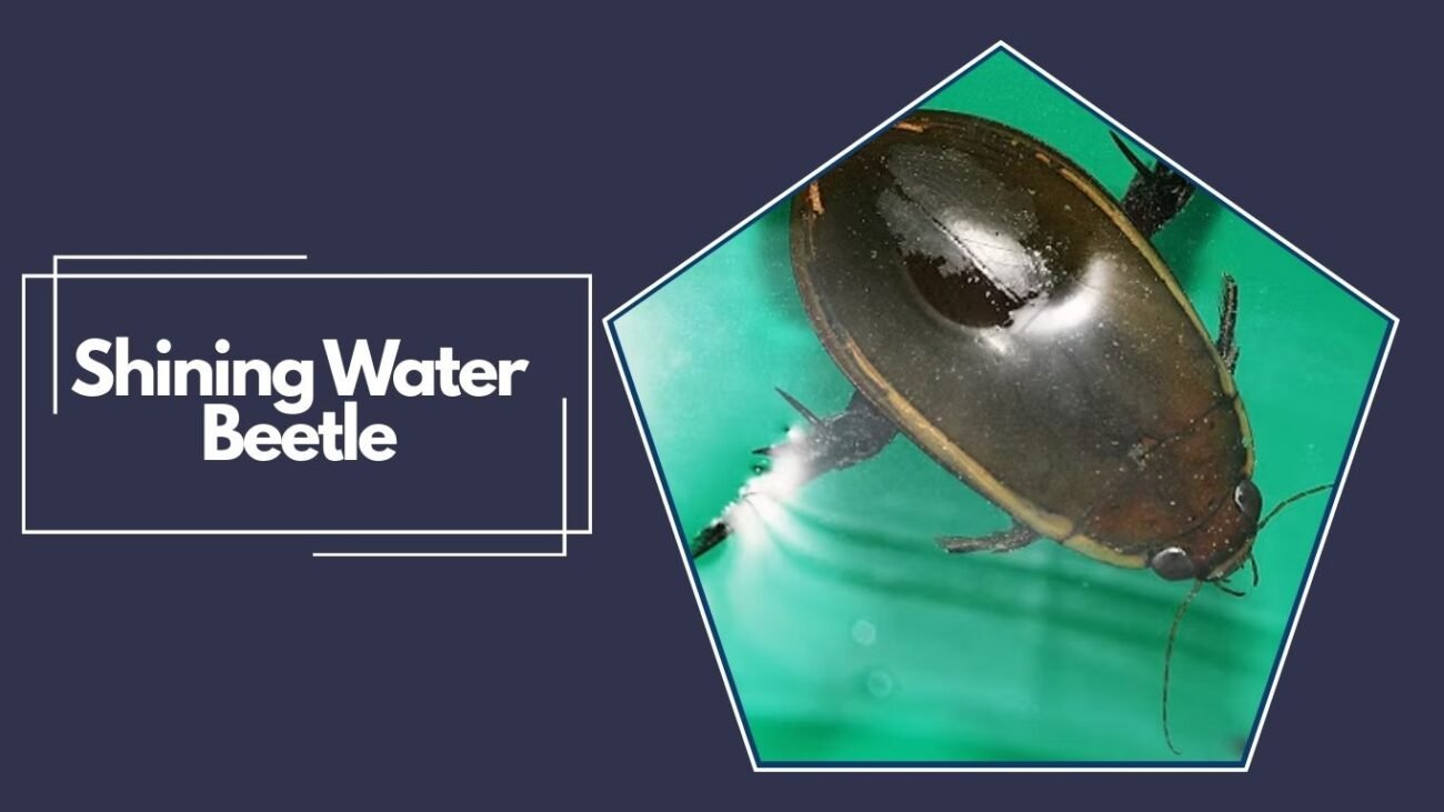 Shining Water Beetle (Hydrochara caraboides)