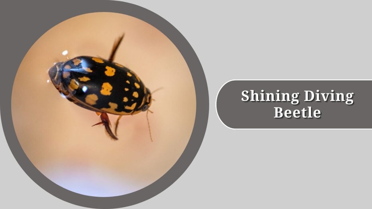 Shining Diving Beetle (Colymbetes fuscus)