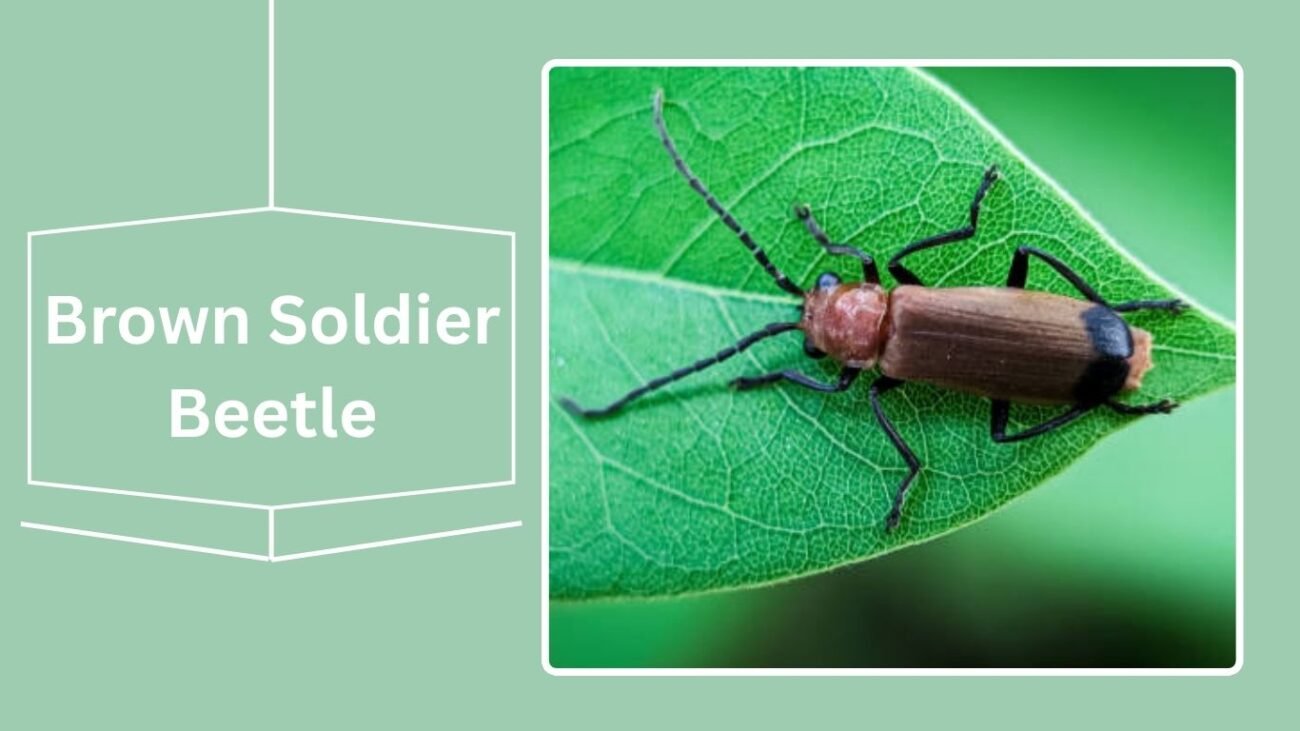 Brown Soldier Beetle (Cantharis fusca)