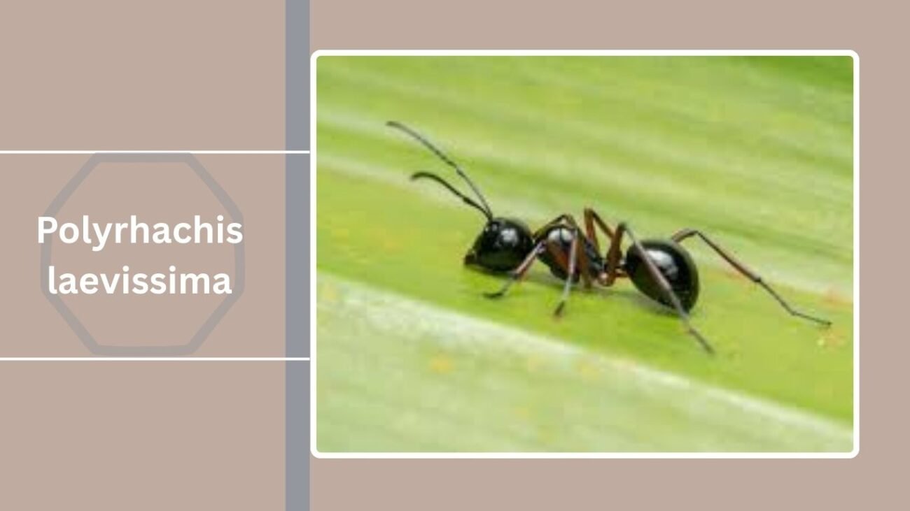Polyrhachis laevissima