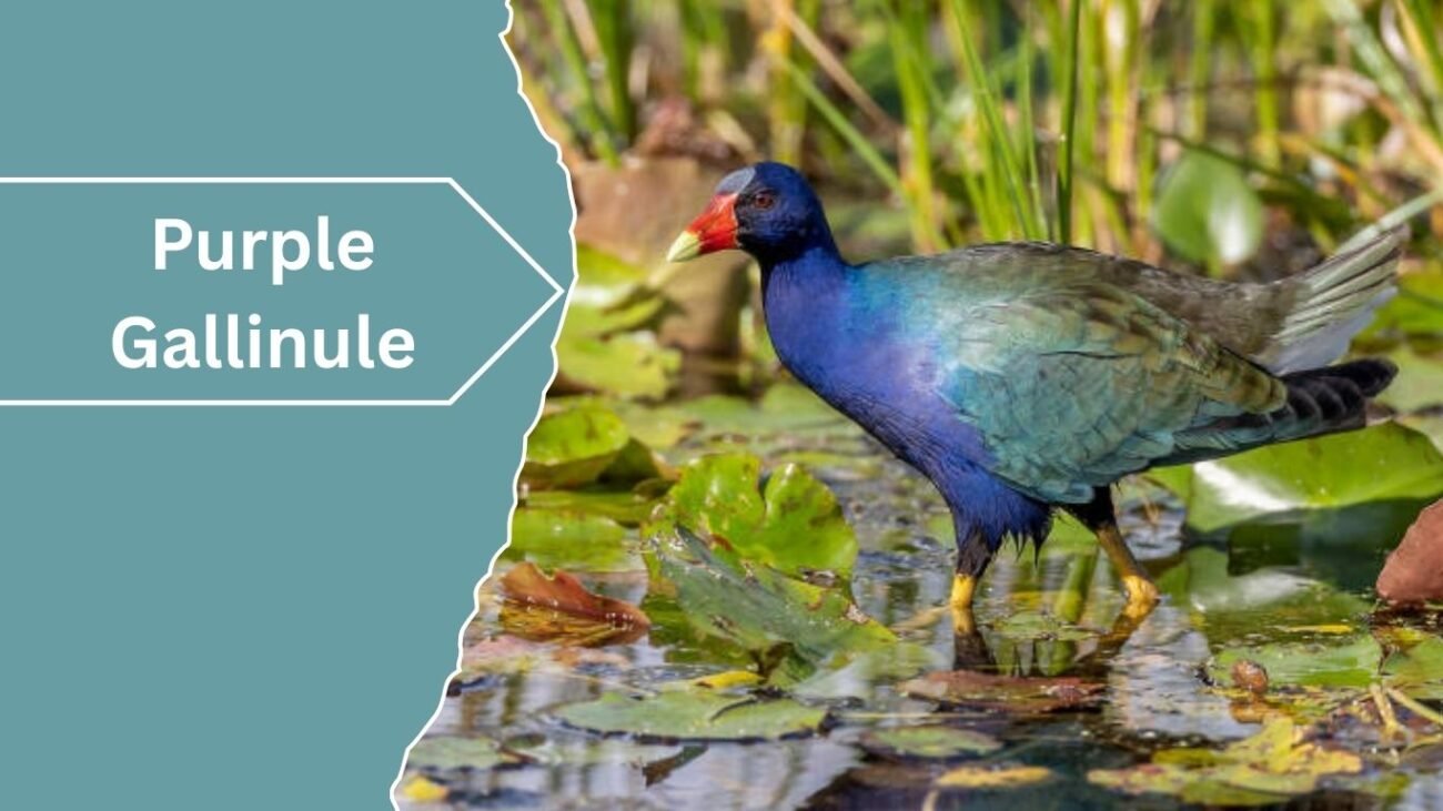 Purple Gallinule
