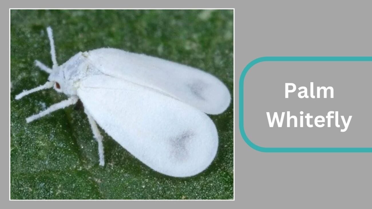 Palm Whitefly (Aleurotrachelus atratus)