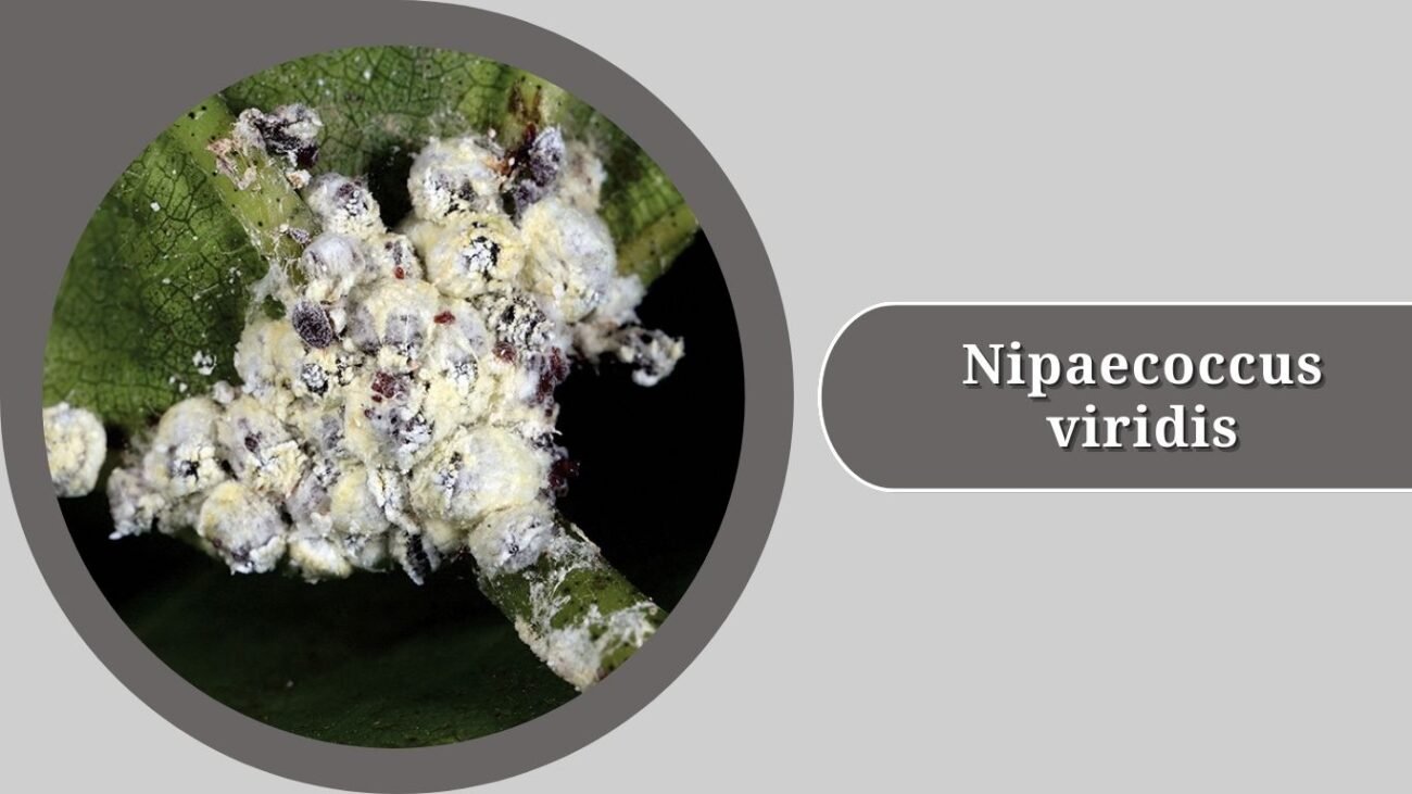 Nipaecoccus viridis (Spherical Mealybug)