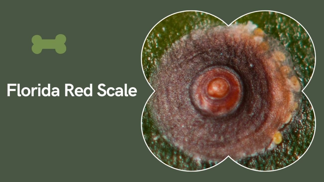 Florida Red Scale (Chrysomphalus aonidum)
